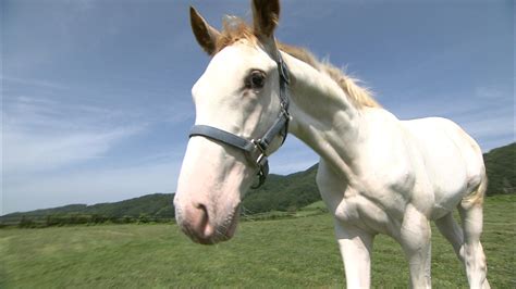 生白毛|日本で生まれた白毛馬たち